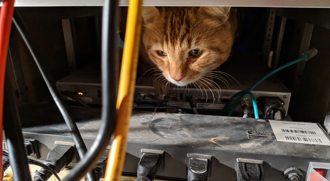 Cats with power tools